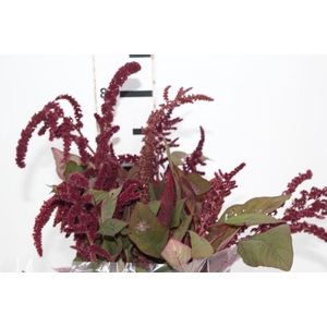 AMARANTHUS VINHO