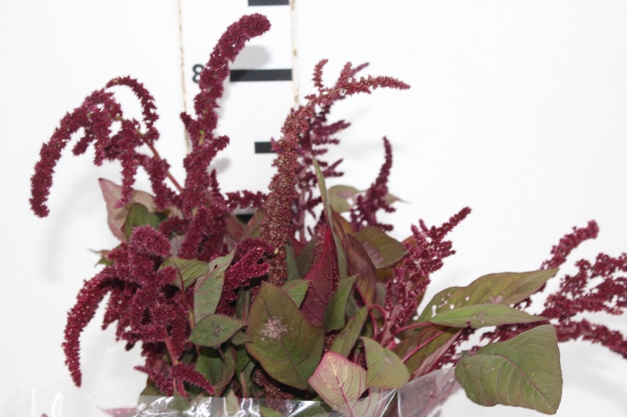AMARANTHUS VINHO