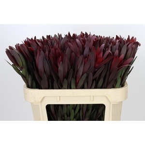 Leucadendron Saf Sunset Dark R.