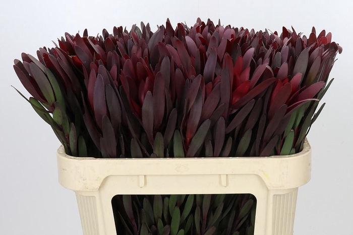 <h4>Leucadendron Saf Sunset Dark R.</h4>