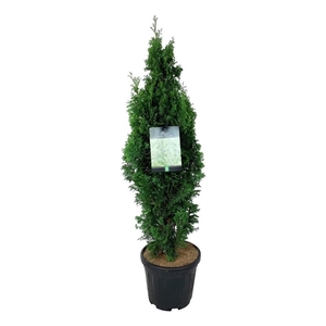 Thuja occ. 'Degroot's Spire'