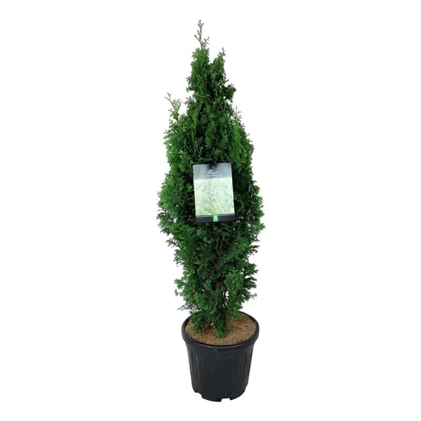 <h4>Thuja occ. 'Degroot's Spire'</h4>