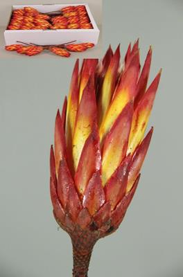 <h4>Df Protea Repens Red</h4>