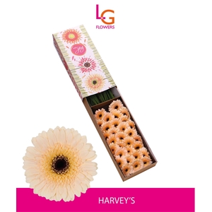 Germini Harveys Doos