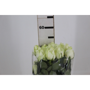 ROSA ADVANCE 050 CM