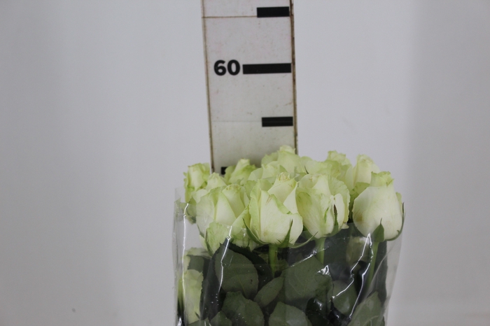 <h4>ROSA ADVANCE 050 CM</h4>