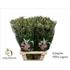 Eryngium Magical White Lagoon
