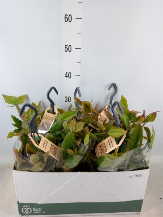 <h4>Rhipsalis elliptica</h4>