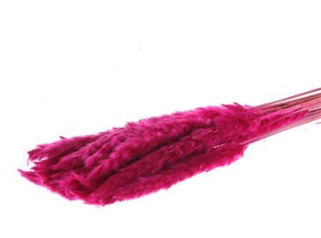 <h4>Dried Fluffy Pampas Dark Pink 20pcs Bunch</h4>