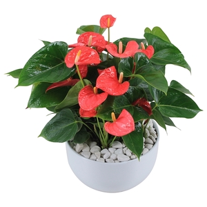 Anthurium XL.31 Arisa Pink 26cm in witte keramieken schaal