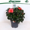 Hibiscus Sunny Cancun Toef Xl