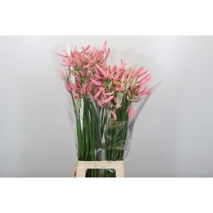 Nerine Casandra