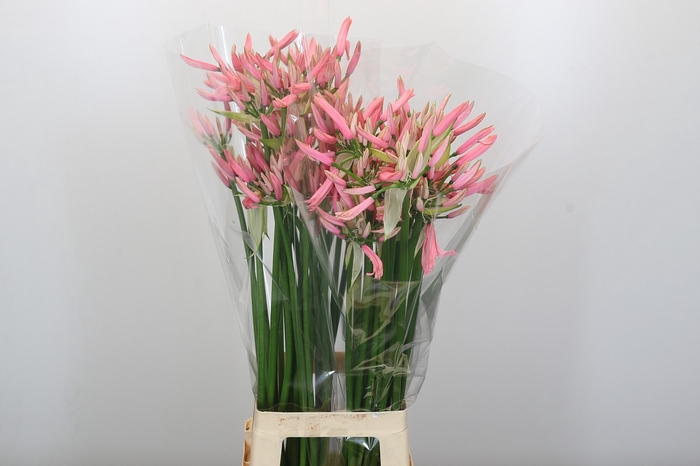 <h4>Nerine Casandra</h4>