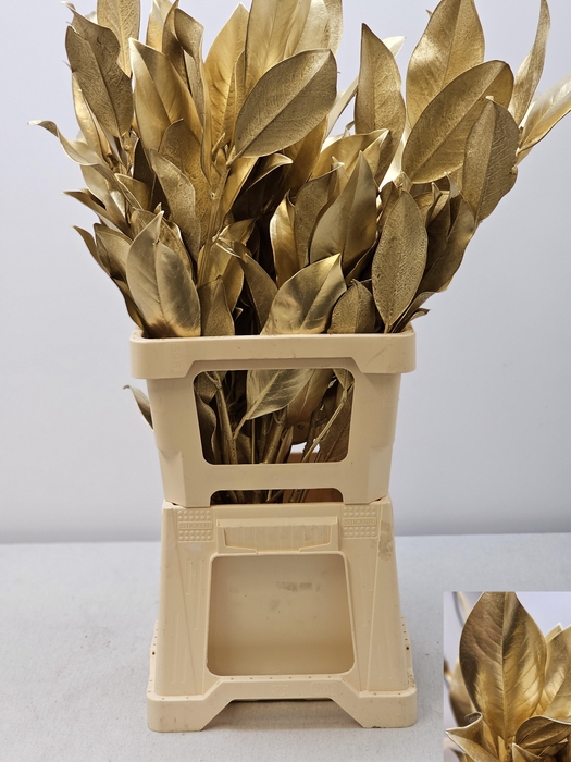 <h4>MAGNOLIA METAL GOUD PB</h4>