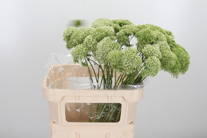 <h4>Trachelium Lake Powell Wit</h4>