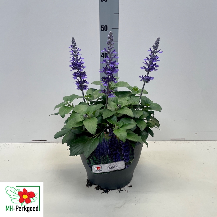 <h4>SALVIA MYS SPIRES BL</h4>