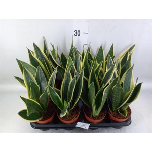Sansevieria trifa.   ...