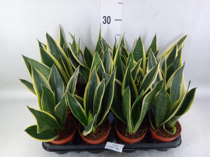 <h4>Sansevieria trifa.   ...</h4>