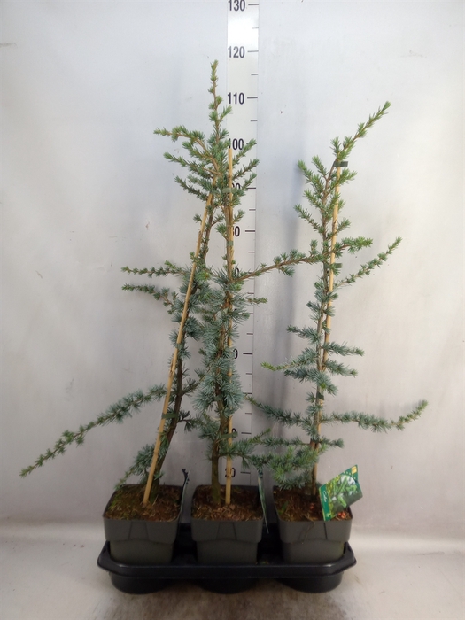 Cedrus libani 'Glauca'