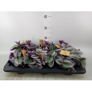 Tradescantia albif. 'Nanouk'