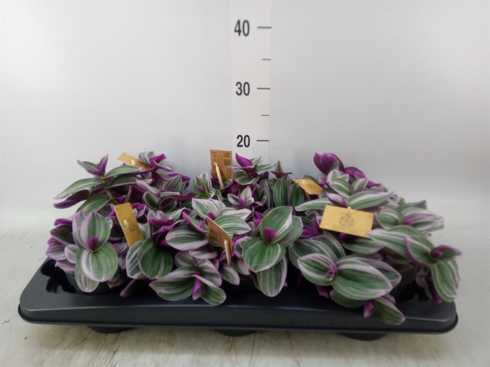 <h4>Tradescantia albif. 'Nanouk'</h4>