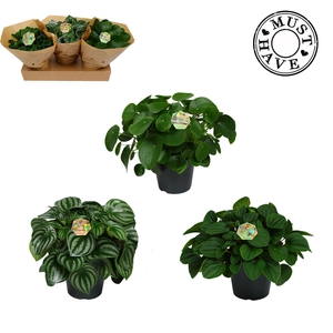 Peperomia mix 17 cm VOLLE CC KARPRIJS Must Have