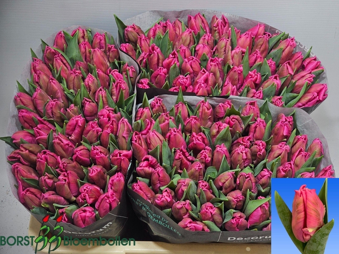 <h4>TU PA MARVEL PARROT</h4>