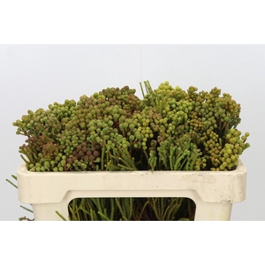 Kaaps Groen Abrotanum