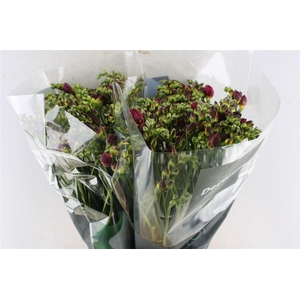 Fr Du Expression Cerise Red