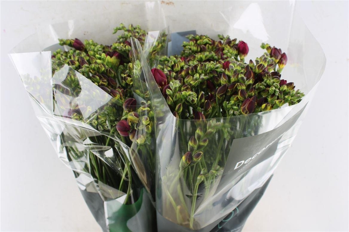 <h4>Fr Du Expression Cerise Red</h4>