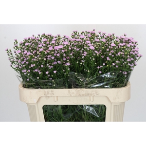Aster Baby Pink Pearl