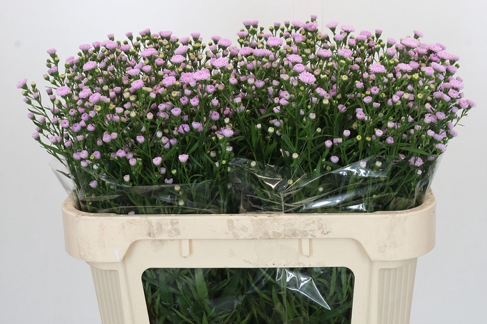 Aster Baby Pink Pearl