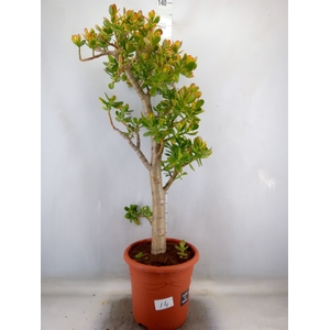 Crassula ovata 'Sunset'