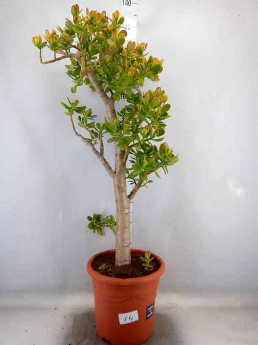<h4>Crassula ovata 'Sunset'</h4>