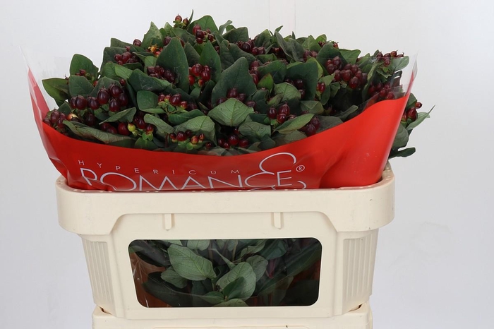 Hypericum Rocky Romance Spray