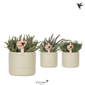 Kolibri Greens Rhipsalis mix in Pastel pot green