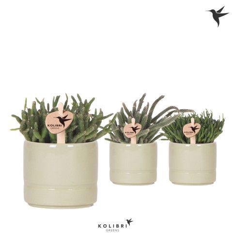 <h4>Kolibri Greens Rhipsalis mix in Pastel pot green</h4>