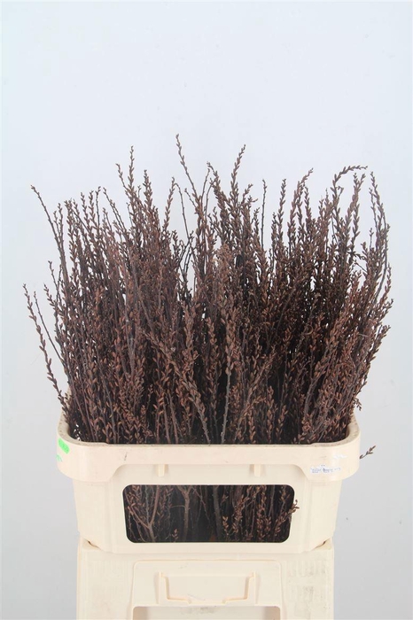 <h4>MYRICA GALE</h4>