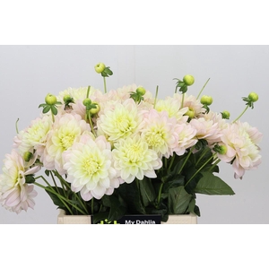 Dahlia Dianas Memory