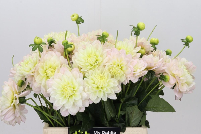 <h4>Dahlia Dianas Memory</h4>