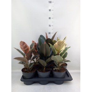 Ficus elastica   ...