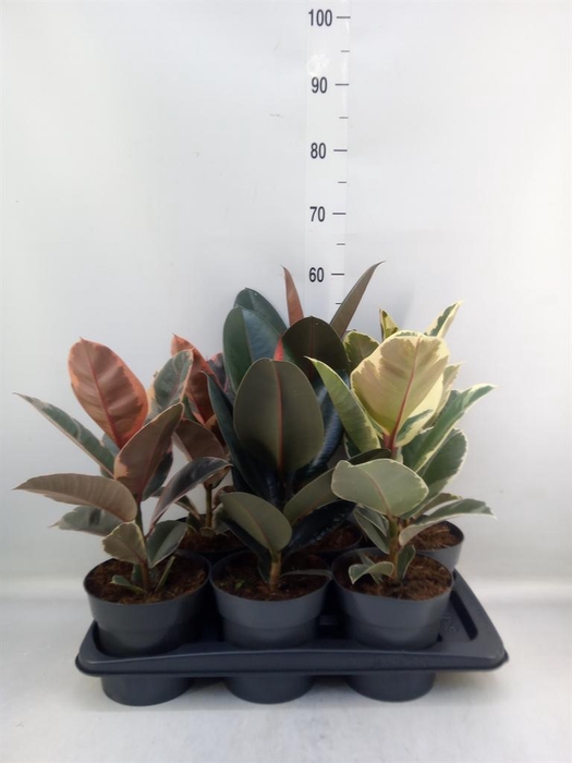 <h4>Ficus elastica   ...</h4>