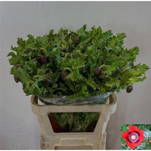 Papaver Bloeiend Xl