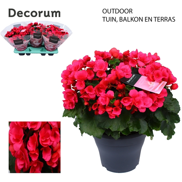<h4>Betulia Pink Outdoor</h4>