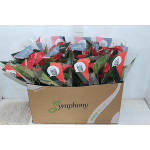 ANTHURIUM QUERIDA P15