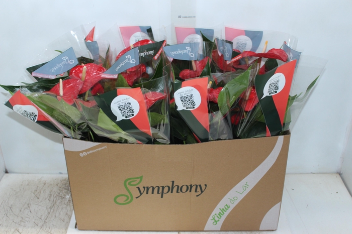 <h4>ANTHURIUM QUERIDA P15</h4>