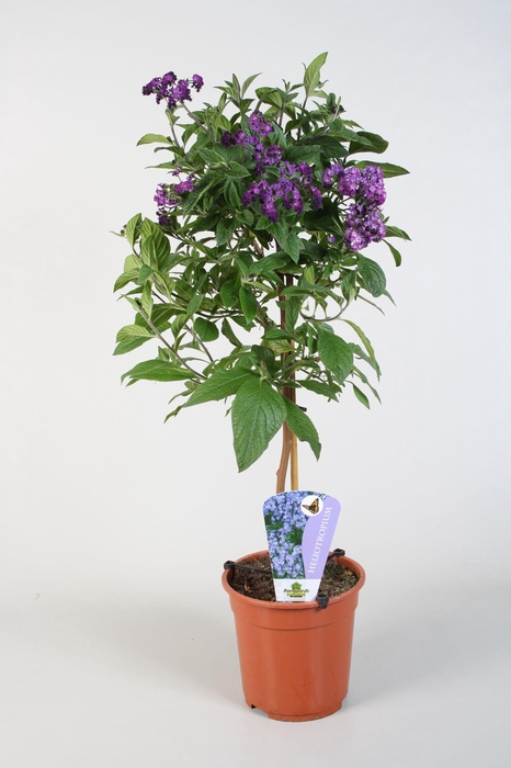 <h4>Heliotropium</h4>