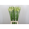 Nerine Like a Virgin