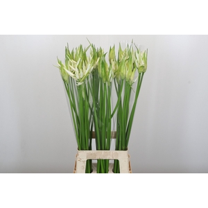 Nerine Like a Virgin