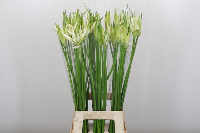 <h4>Nerine Like a Virgin</h4>